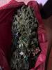 Balsam Hill 7' Saratoga Spruce Pre-Lit Christmas Tree with Clear Lights