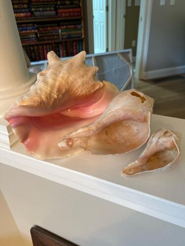 Shells
