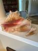 Shells