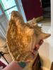 Shells - 2