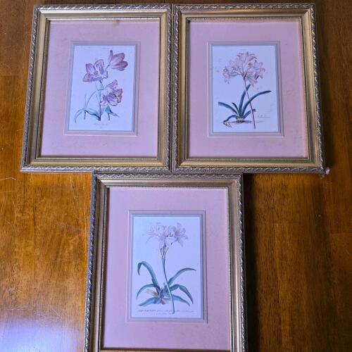 Framed Botanical Framed Prints Set of 3, 13"x11"