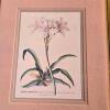 Framed Botanical Framed Prints Set of 3, 13"x11" - 2