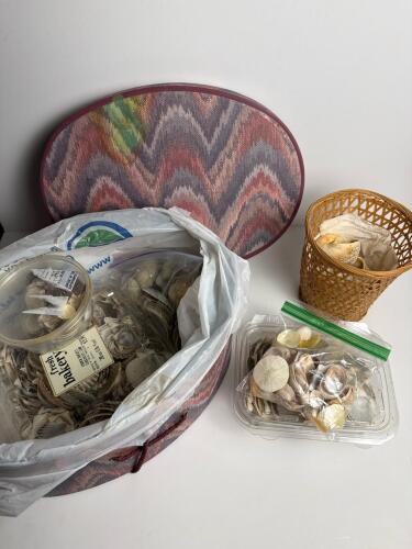 Assorted Decorative Sea Shell Collection