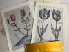 De tulp in beeld / Tulips portrayed Portfolio - 2