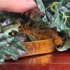 Three Artificial Ivy & Floral Arrangements in Wicker Baskets and Hogley Brass Planter - 8