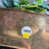 Three Artificial Ivy & Floral Arrangements in Wicker Baskets and Hogley Brass Planter - 9