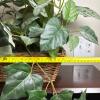 Three Artificial Ivy & Floral Arrangements in Wicker Baskets and Hogley Brass Planter - 11