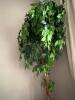 6' Artificial Ficus Tree in Brass Decorative Planter - 2