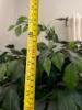 6' Artificial Ficus Tree in Brass Decorative Planter - 6