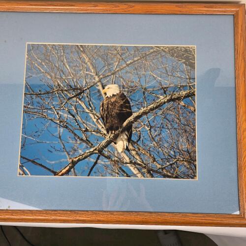 Framed Bald Eagle Photograph Signed "R. Sanders" 23"x19"