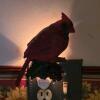 Cardinal Bird Decor Collection &ndash; Hand-Painted Plate, Bell, Night Light, Figurines, Plaque - 3