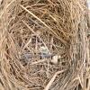 Rustic Driftwood Birdhouse, Basket with Real Nest, Birds Plaque, Framed Art 4pc Decor Set - 7