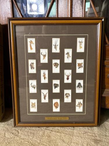 18" x 22" Framed 1931 Player's Cigarettes Wild Animals' Heads Card Set