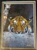 Set of 4- Framed Wildlife Prints by 'Waldock' - 5