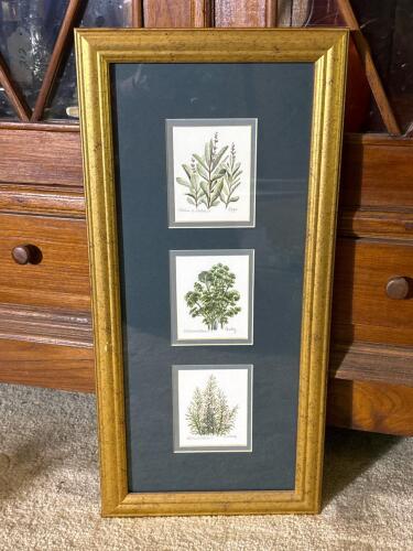 10" x 21" Patricia M. Pollock Botanical Herb Prints