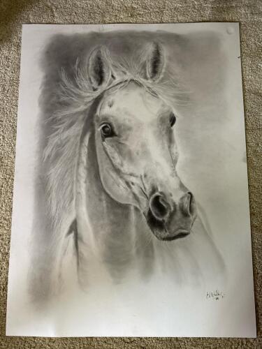22"x30" Original Horse Portrait Charcoal Drawing by E.A. Muller