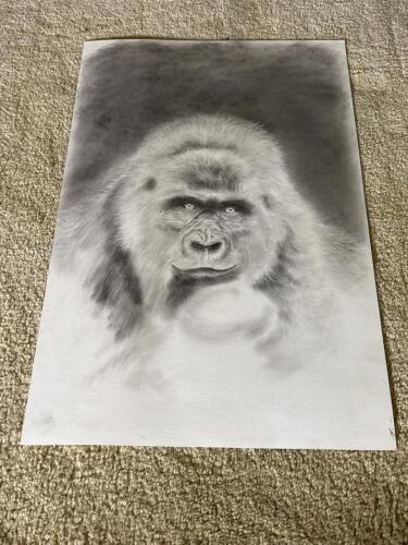 14" x 22" Original Gorilla Drawing, Graphite on Heavyweight Paper