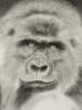 14" x 22" Original Gorilla Drawing, Graphite on Heavyweight Paper - 2