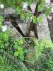 Shepherd's Hook Garden Plant Hanger - 3