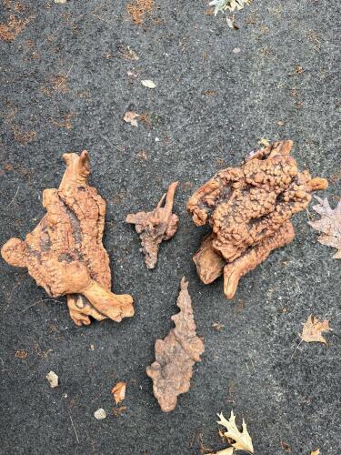 Natural Maple or Oak Burl Wood Pieces
