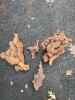Natural Maple or Oak Burl Wood Pieces