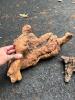 Natural Maple or Oak Burl Wood Pieces - 2