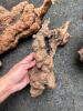 Natural Maple or Oak Burl Wood Pieces - 3