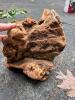 Natural Maple or Oak Burl Wood Pieces - 5