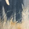 Framed David Shepherd Painting of Elephant, 35"x26" - 7