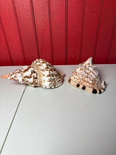 Large Whelk and King Helmet Conch Sea Shells