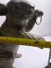 San Pacific International Squirrel Lantern Candle Holder Aluminum Body - 9