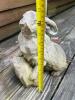 Concrete Garden Rabbit Statue - 7