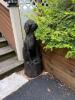 Chainsaw Carved Large Wooden Dog Statue - 2