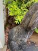 Chainsaw Carved Large Wooden Dog Statue - 5