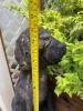 Chainsaw Carved Large Wooden Dog Statue - 8