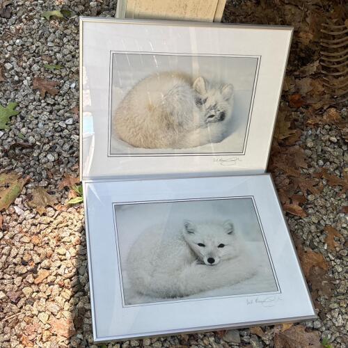 Pair of Bob Mumford Arctic Fox Photograph Prints, Signed & Framed, 20"x16"