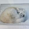 Pair of Bob Mumford Arctic Fox Photograph Prints, Signed & Framed, 20"x16" - 5