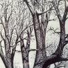 Large Framed Original Pen & Ink Tree Artwork, 16"x20" - 2