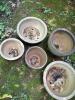 Set of 5 Large Ceramic Garden Planters - 4