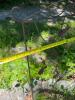 Decorative Metal Garden Trellis with Leaf Design - 3