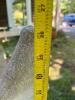 Concrete Gargoyle Statue - 10
