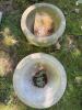Pair of 14" Concrete Pedestal Urn Planters - 2