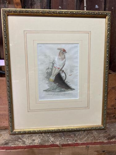 Hand-Colored Bohemian Waxwing "Ampelis Garrulus" Ornithological Print in Gold Frame