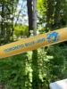 Toronto Blue Jays Chiquita Cooper Wooden Promo Baseball Bat Collectible - 2