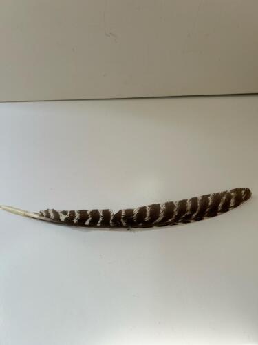 Wild Turkey Primary Wing Feather