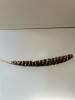 Wild Turkey Primary Wing Feather