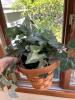 Artificial Mixed Floral Arrangements, Wicker Baskets, Count of 15 - 4