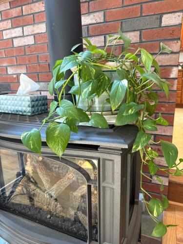 Large Golden Pothos
