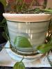 Large Golden Pothos - 2