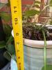 Large Golden Pothos - 4
